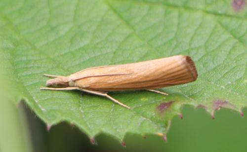 Réf. 270 157 : Pediasia luteella
